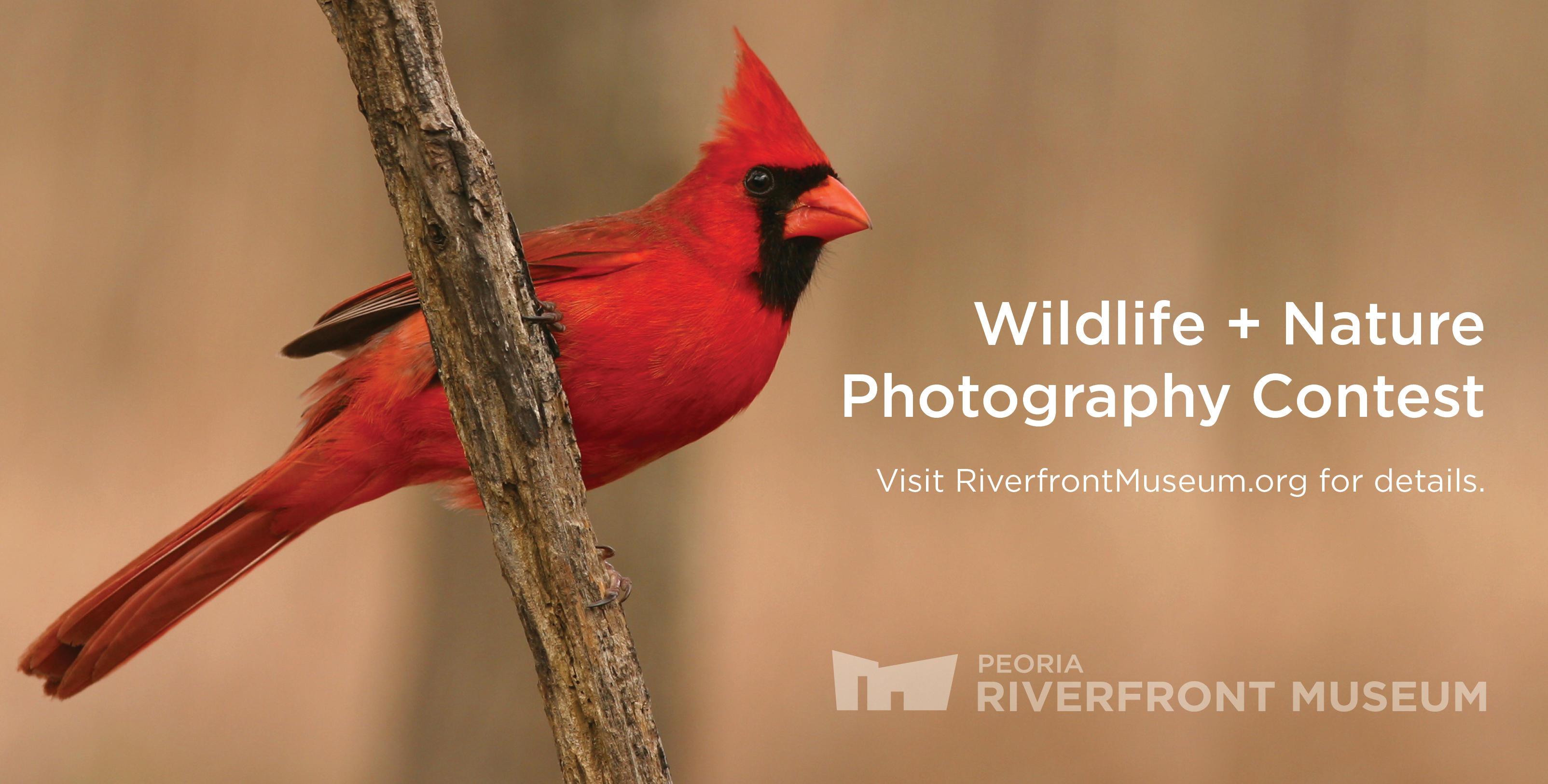 Exhibit Mangelsen Photo Contest Wb Cardinal Rev Exhibit Mangelsen Photo Contest Wb Cardinal Rev
