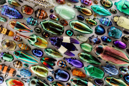Jeweled beetles