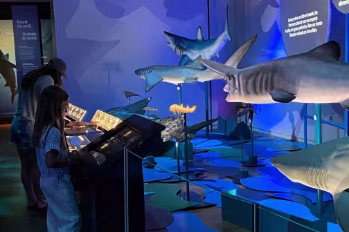 Sharks