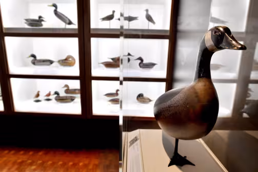 Center for American Decoys