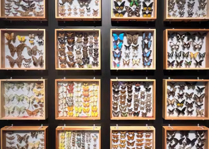 Insects