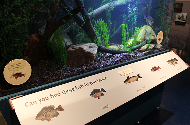 Fishwebsite Fishwebsite